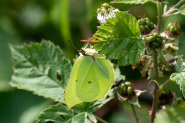 Common brimstone butterfly sitting on a leaf in the warm summer sun