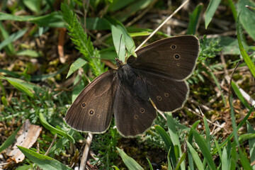 A beautiful brown ringlet butterfly sitting in the grass soaking up the hot summer sun