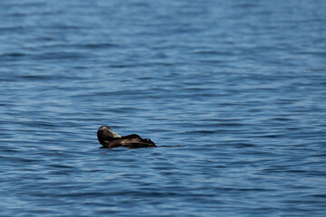 A female duck cleaning its feathers while swimming in the ocean