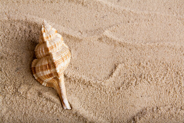 Fototapeta na wymiar Top view seashell in the sand. Travel, vacation, sea concept