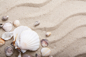 Fototapeta na wymiar Top view seashells in the sand. Travel, vacation, sea concept