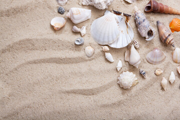 Top view seashells in the sand. Travel, vacation, summer concept