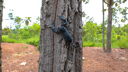 photo of asian forest scorpion. A scorpion climbing up the tree.