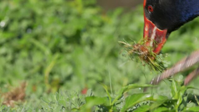Beautiful Pukeko Bird Using Feet to Eat Grass, Close Up