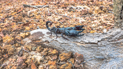 photo of asian forest scorpion. A scorpion climbing up the tree.