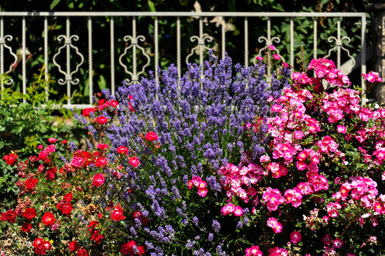 Bienenweide Blumen vor dem Schmiedezaun
Rosen und Lavendel,
