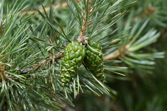 Green pine cones on a pine. - Powered by Adobe