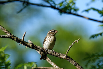 A female Rose-breasted Grosbeak rests on a branch. These small songbirds are summertime visitors to Iowa.