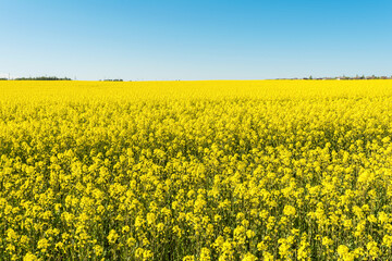 field of yellow rapeseed against the blue sky, spring clear sunny day