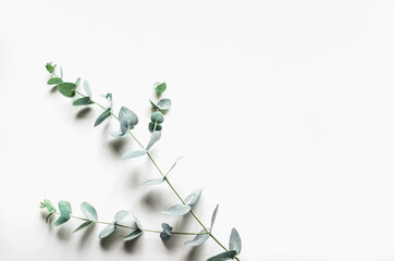 eucalyptus branches on a white background. Top view. Copy space.