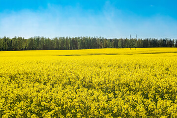 field of yellow rape and green forest against the blue sky, spring clear sunny day
