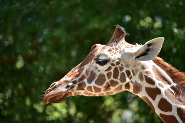 Fototapeta na wymiar Close-up of giraffe head in profile. Giraffe in the park on a summer day. Selective focus. 