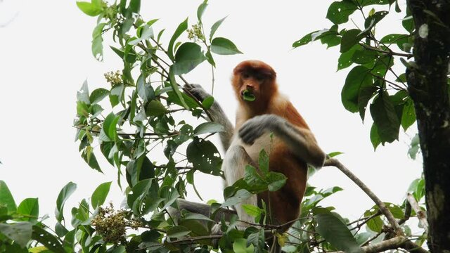 Female proboscis monkey in the wild, sitting on tree, eating leaves and looking around at Bako National Park, Borneo. Wild nature stock footage.