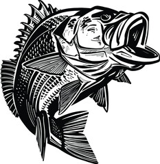 The Bass fish on a white
