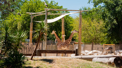 Fototapeta na wymiar Two lovely giraffes on a sunny day