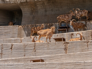 Different shots of mountain goat in captivity