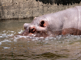 Fototapeta premium hippopotamus drinking and cooling in the water