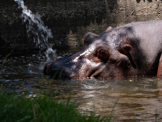 Fototapeta na wymiar hippopotamus drinking and cooling in the water