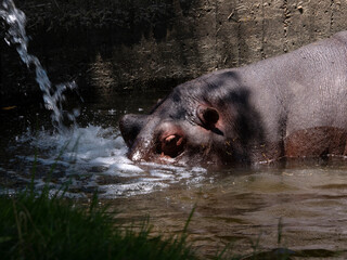 hippopotamus drinking and cooling in the water