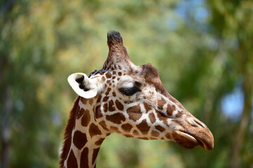 Close-up of giraffe head in profile. Giraffe in the park on a summer day. Selective focus. 