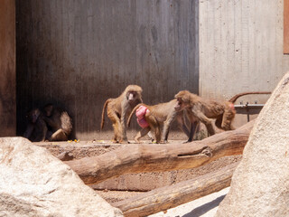 captive monkeys Baboon Cynocephalus