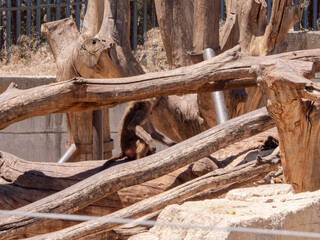 captive monkeys Baboon Cynocephalus