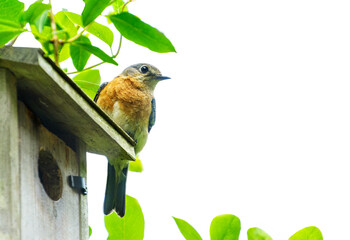 Female eastern  bluebird perched on the edge of her nest box looking into white background