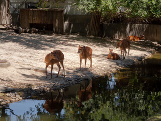 fawns reflected in the water of a pond