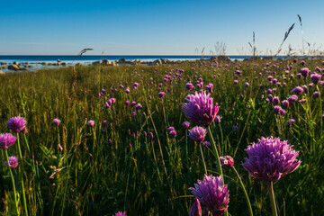 Pink flowers growing while the ocean coast. flowers in the grass in the foreground, in the background of the stone shore and the blue sea. Beatiful blue ping and green colours. 