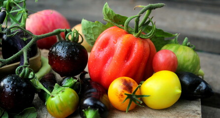 Harvest of tomatoes in different shades on a wooden surface close-up, assorted tomatoes.