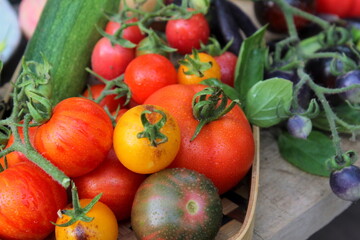Harvest of tomatoes in different shades on a wooden surface close-up, assorted tomatoes.