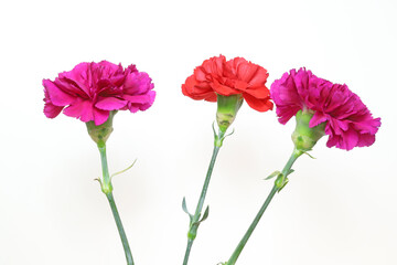白背景のカーネーション