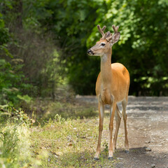 Close up of a white tail deer.