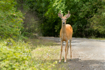 White tail buck looking at camera.