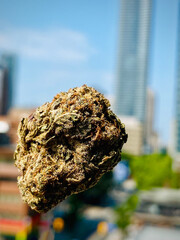 Hemp