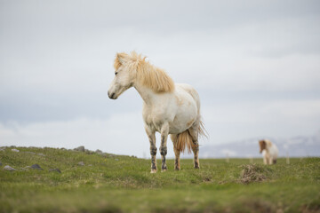 Obraz premium A group of Icelandic Ponies in the pasture during summer