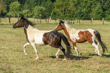 Ponies running in a pasture in the countryside