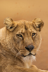 Portrait of a female lion starring at the camera
