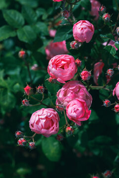 Pink rose named Pomponella in the garden. Red flower in a garden. Festive floral background. Varietal roses