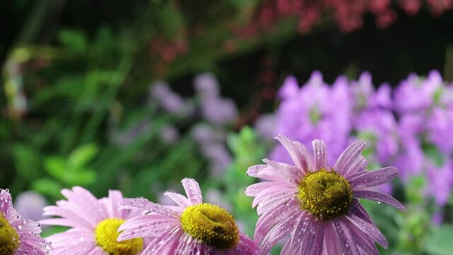 Beautiful summer garden flowers close-up. 4K Footage.
