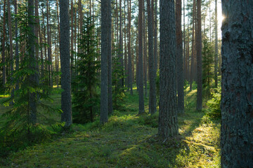 A beautiful green forest where the sun's rays pass through the trees. Sunset in the woods.