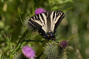 Anise Swallowtail butterfly feeding on a purple thistle flower