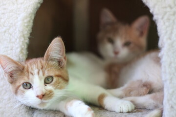 Two kittens cuddling © Jordan