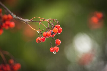 A bunch of bright red rowan berries after an autumn rain in the park