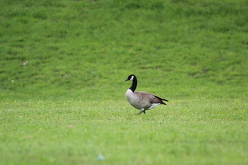 Loner Goose