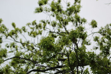 Tree point of view
