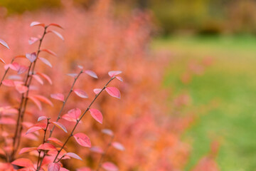Shrub with bright red leaves in the autumn park. Close-up, wallpaper, copy space, shallow depth of field.