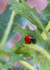 Ladybug on Green Thistle Plant