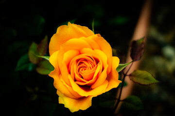 single yellow rose