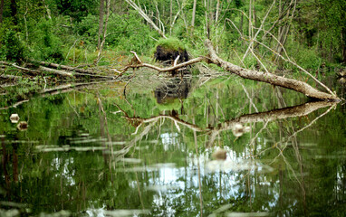 Scenic thickets with fallen wood near the water reflected in the pond